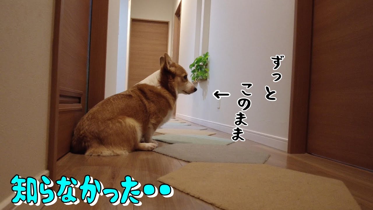愛犬を隠し撮りしたら以外な事が分かってせつないような嬉しいような【コーギー犬】