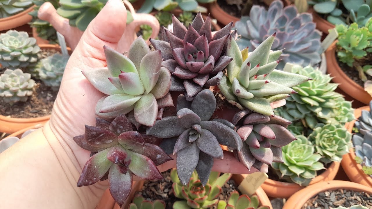 LINDO RECEBIDO DIFERENTES E LINDAS morenaflor e cactos 🌵