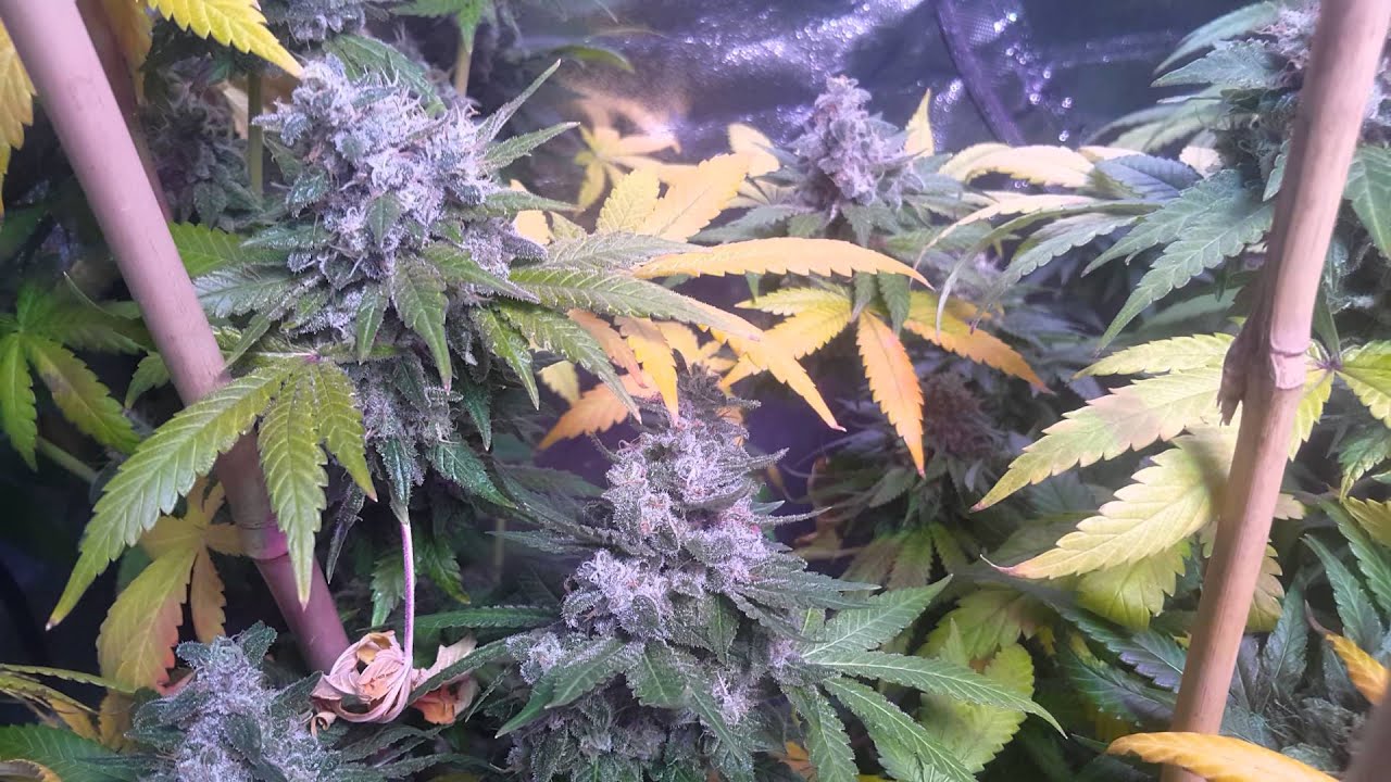 B.D.L MISSING PLANTS!