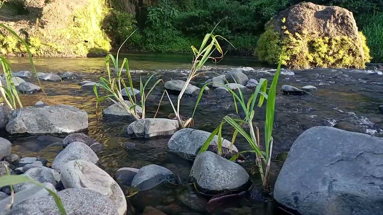 Serene Night River | Natural Sleep Soundscape (No Music)