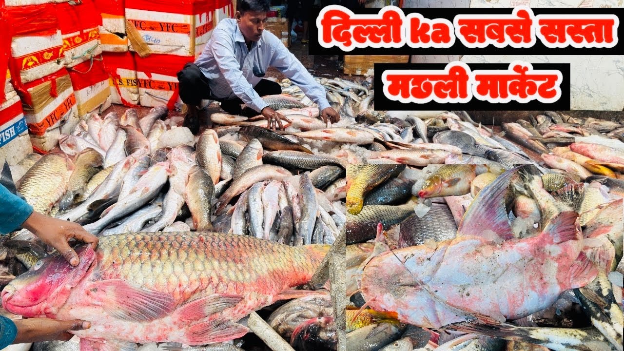 दिल्ली का सबसे सस्ता मछली मार्केट | ग़ाज़ीपुर मछली बाजार |Ghazipur  Fish Market RRRM|
