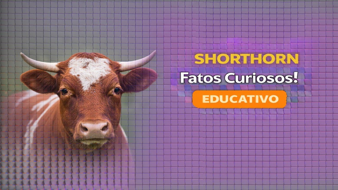SHORTHORN: CURIOSIDADES SURPREENDENTES SOBRE ESSE GADO...
