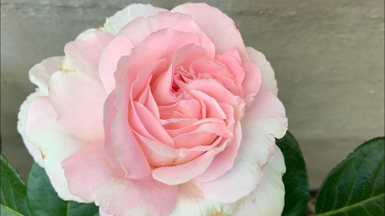 Spring rose garden 2022 || 23 rose varieties in blossom || Kordes,tantau,meilland,Swiss rose & more