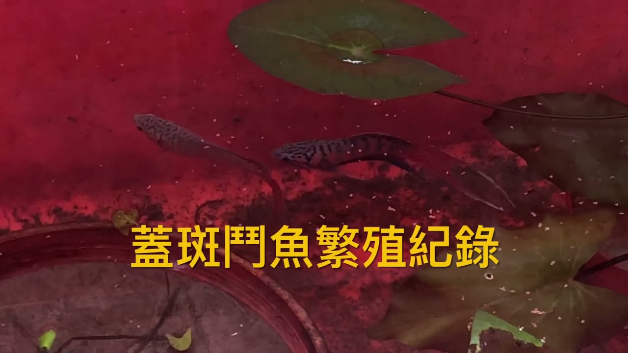 蓋斑鬥魚繁殖紀錄
