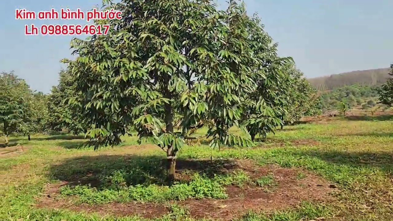 Bán đất vườn sầu rieng thái Thu dt 1ha1 giá 4ty1 xã phước tân phú riềng bình phước cũ lh 0988564617