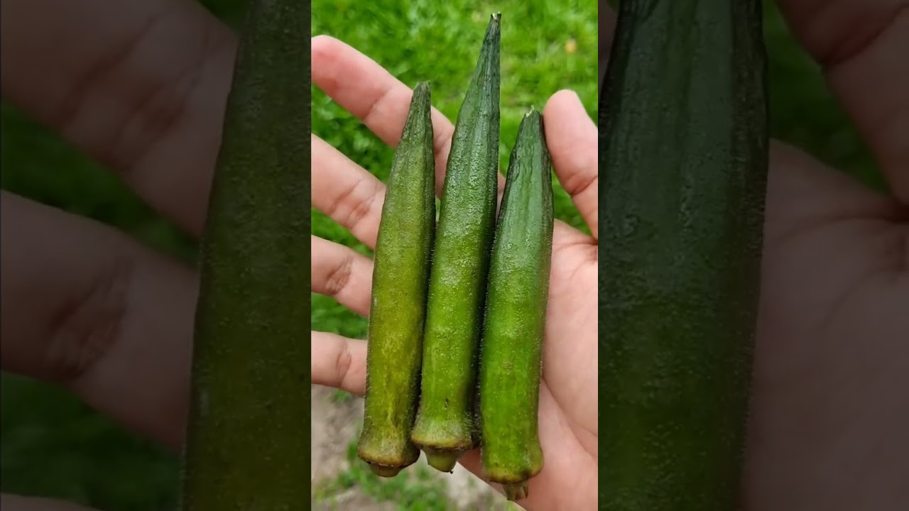 como fazer alisante caseiro #saude #sa&uacute;de #saudeebemestar #dicas #viral #fy #plantas #cabelos