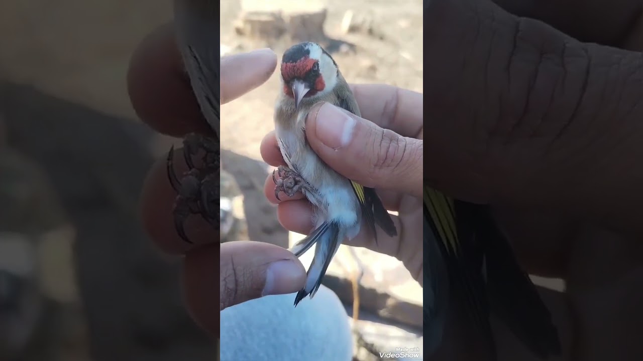شهادات عل هجرة الحسون صغير الحجم ..... وأسمحولي غلبني الضحك 😆..... فرجة ممتعة 