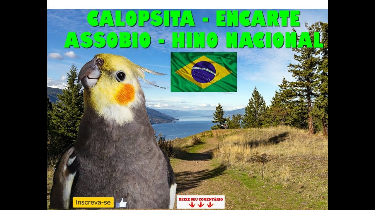 Calopsita HINO NACIONAL