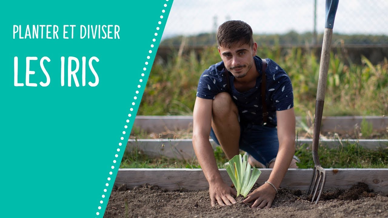 Planter et diviser les iris