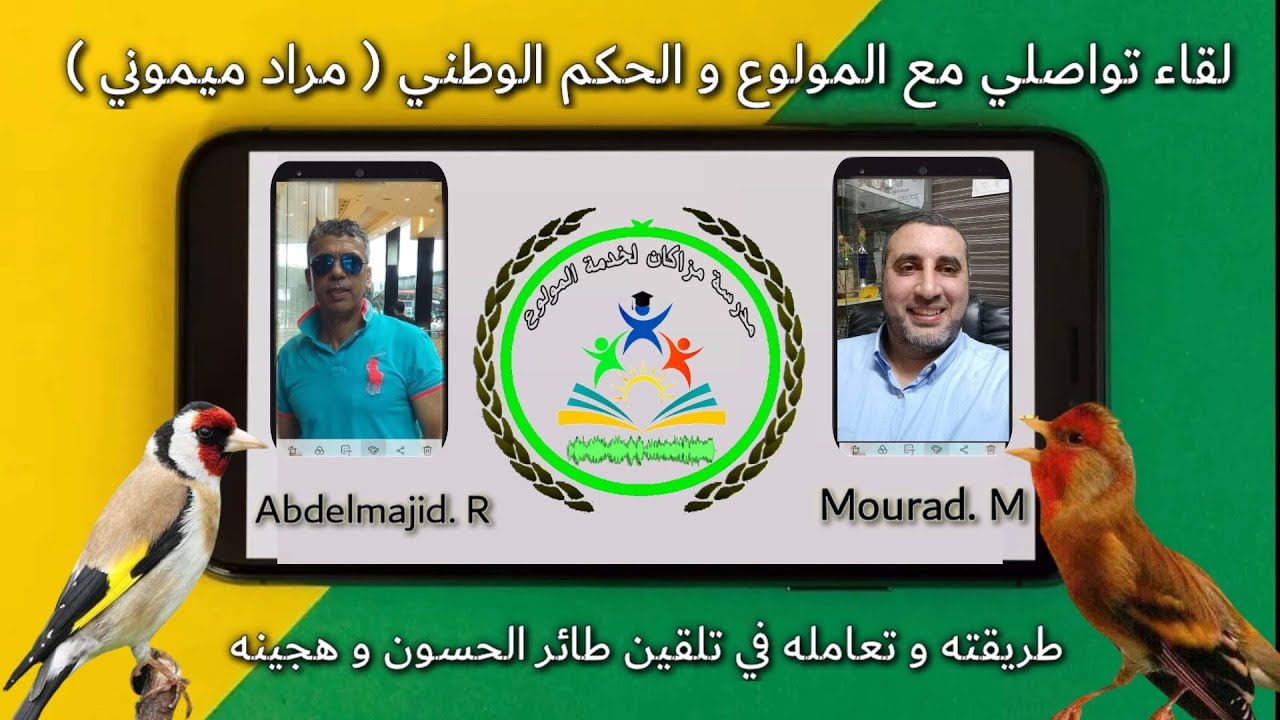لقاء ولاعي : تلقين طائر الحسون و هجينه