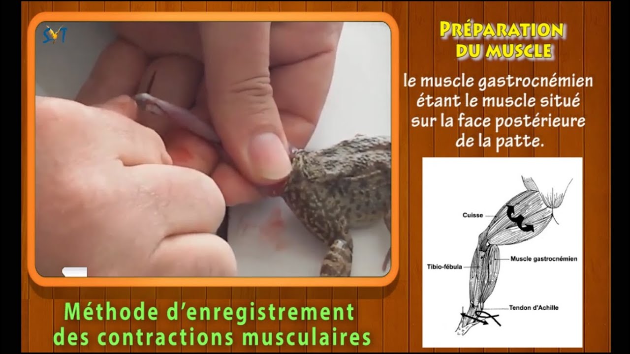 M&eacute;thode d'enregistrement des contractions musculaires