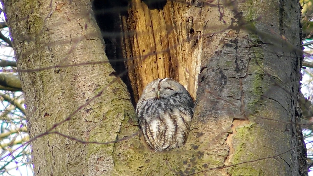 Someone disturbing the Tawny owl's morning sleep