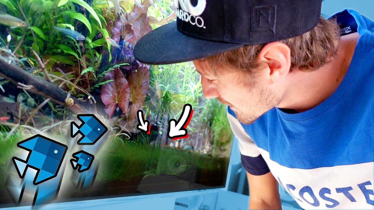 Algenplage im XXL Aquarium! 😱