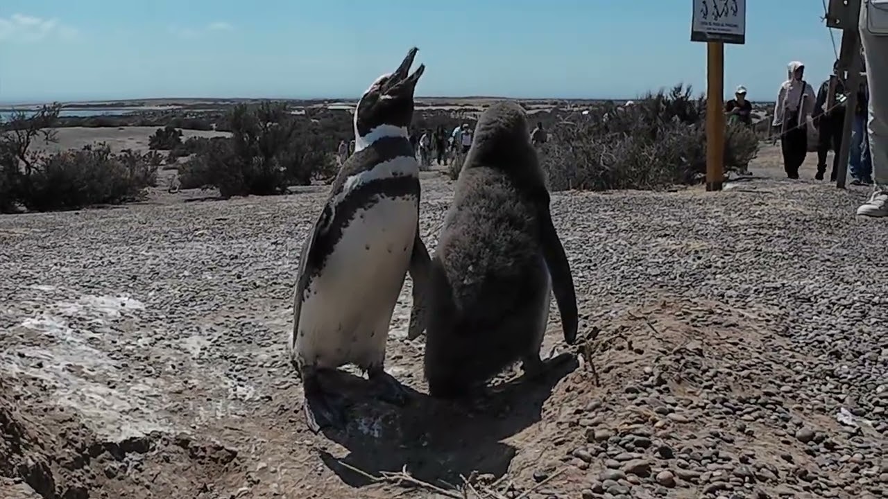 BEYOND THE COMPASS V6 PUERTO MADRYN