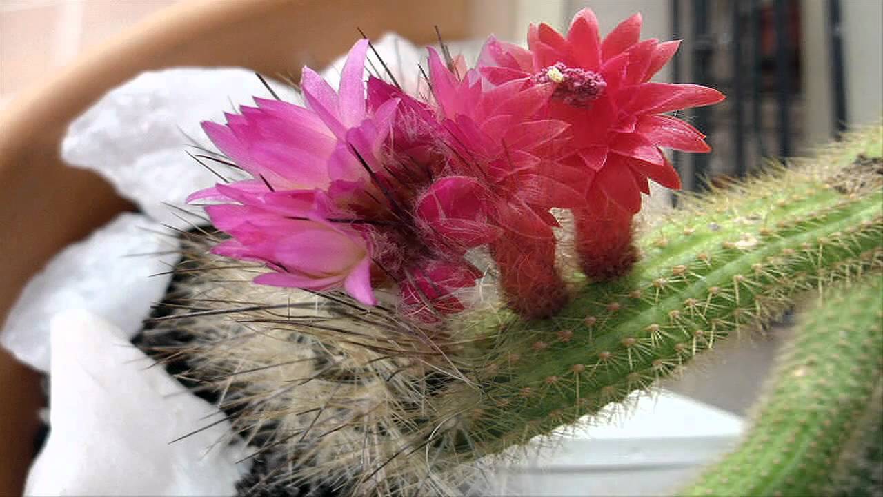 CACTUS.avi