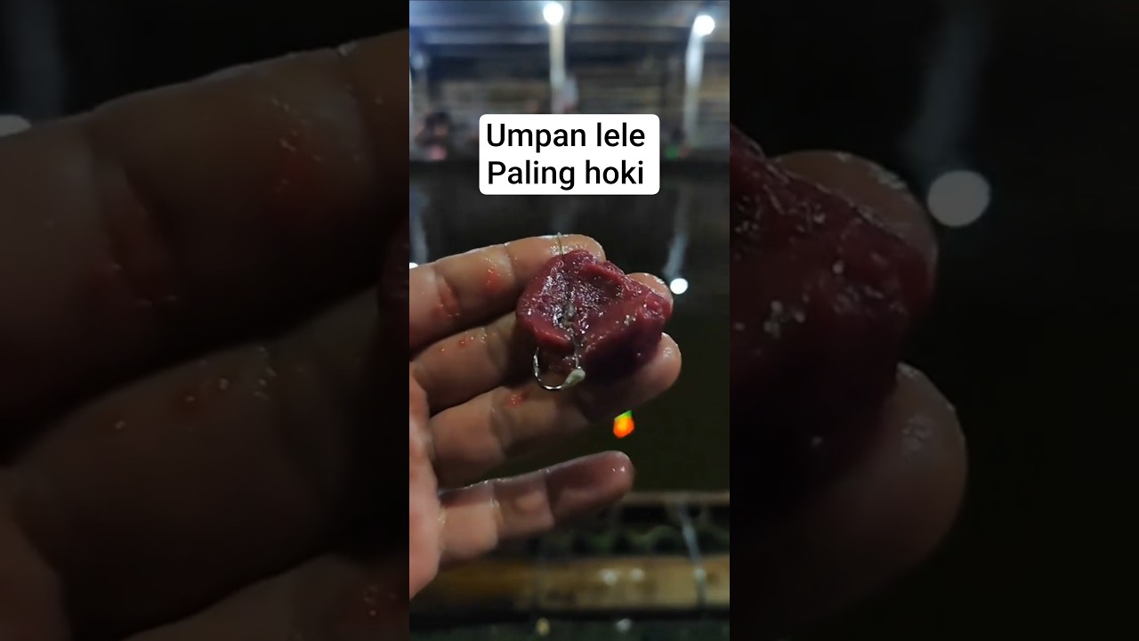 umpan lele tanpa essen