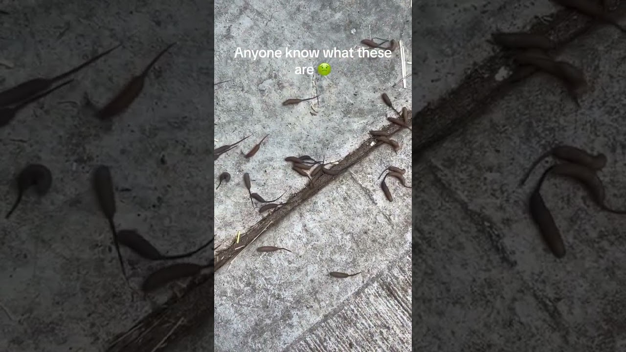 Drone Fly Larvae Swarm