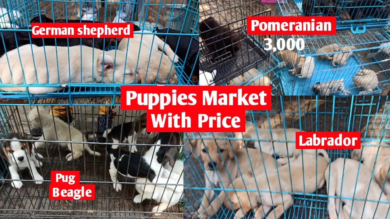 Puppies Market outside dog show || Puppies Market with Phone number and address