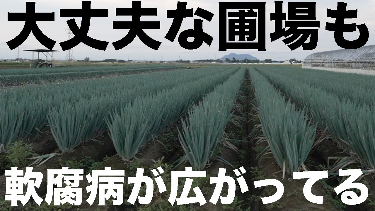 【軟腐病のその後】ここもか！？大丈夫なネギ圃場もなんだかヤバい雰囲気