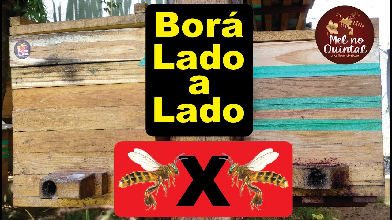 Abelha Bor&aacute; lado a lado? Olha elas a&iacute;! #bora #abelhas #bee