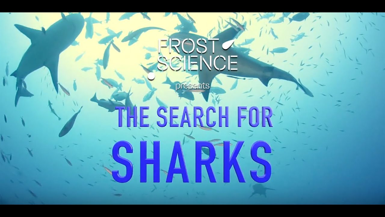 Science Spotlight: The Search for Sharks