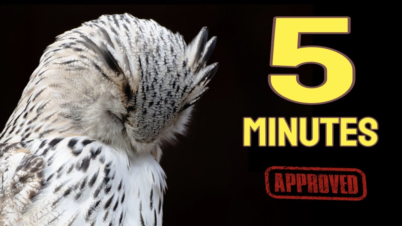 Sound To Make Your Bird Sleep Within 5 Minutes |  Music For Birds