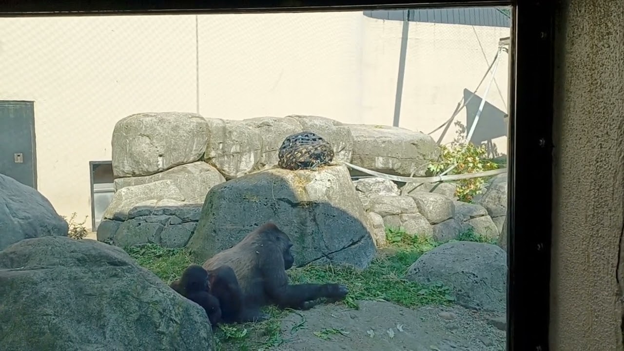 Cleveland Metroparks Zoo primates