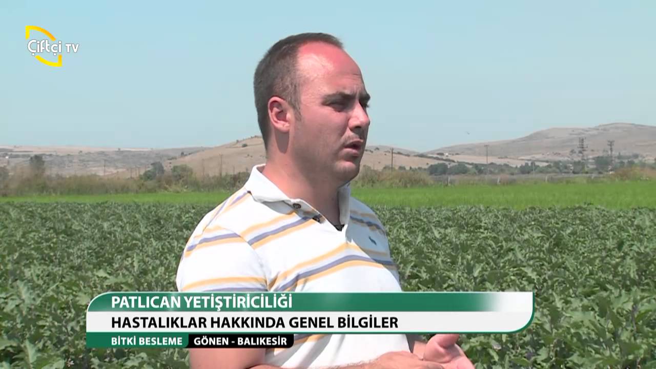 BİTKİ BESLEME PATLICAN YETİŞTİRİCİLİĞİ