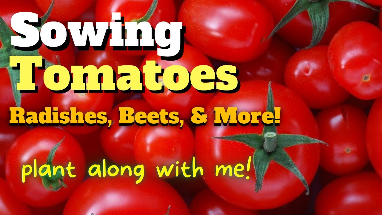 Sowing Tomatoes, Radishes, Sugar Beets, & More From Seed - Zone 7a