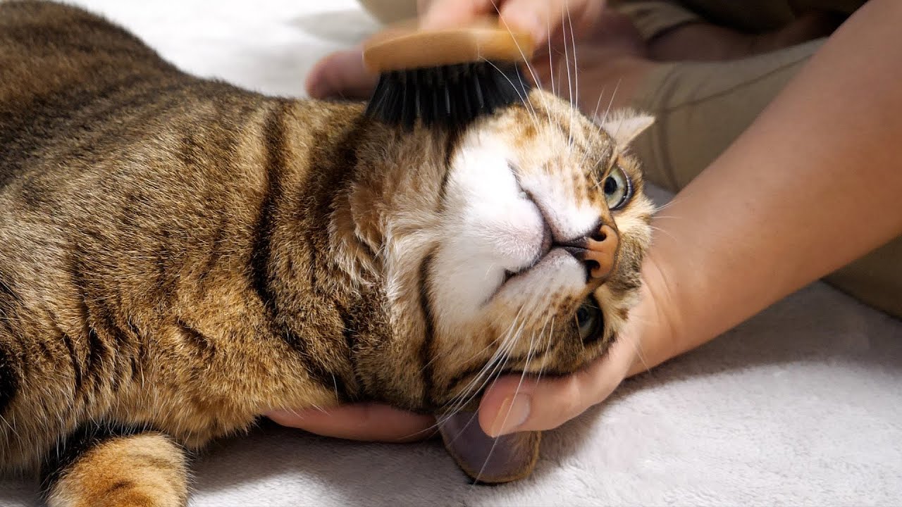 大好きな飼い主にマッサージされてデロデロに溶けてしまう猫