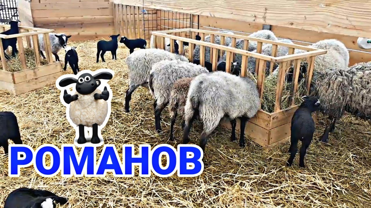 РОМАНОВ КУЙЛАРИ БОКИШ БИЗНЕСИ [ ROMANOV QO'YLARI BOQISH BIZNESI