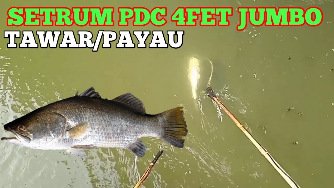 SETRUM PDC 4FET JUMBO AIR TAWAR/PAYAU