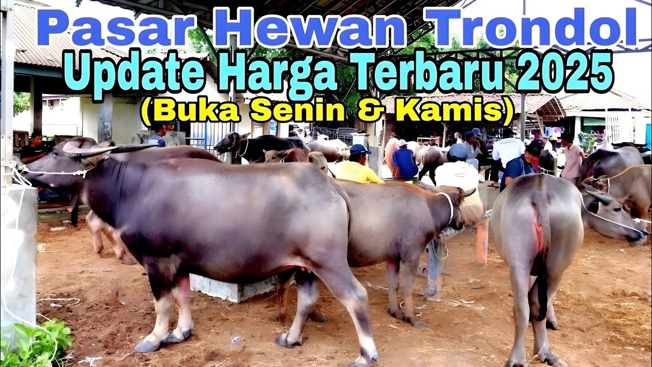 Update Terbaru 2025 // Harga Kerbau Di Pasar Hewan Trondol // Kota Serang Banten