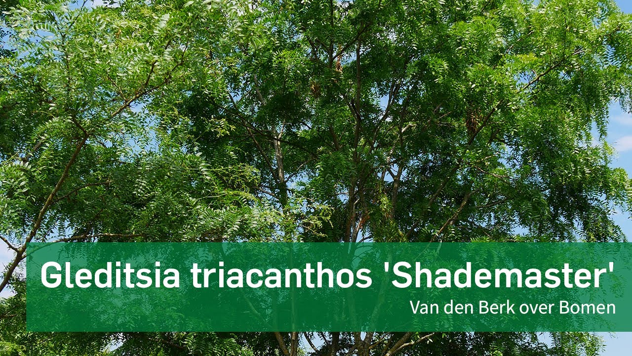 Gleditsia triacanthos 'Shademaster' | Van den Berk over Bomen