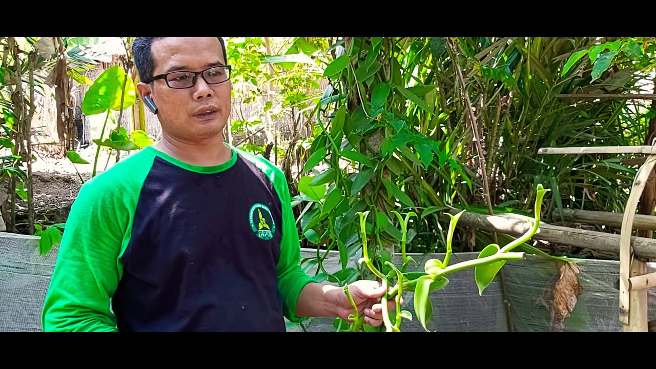 PERHATIAN!!!! Ini Vanili Unggul Indonesia
