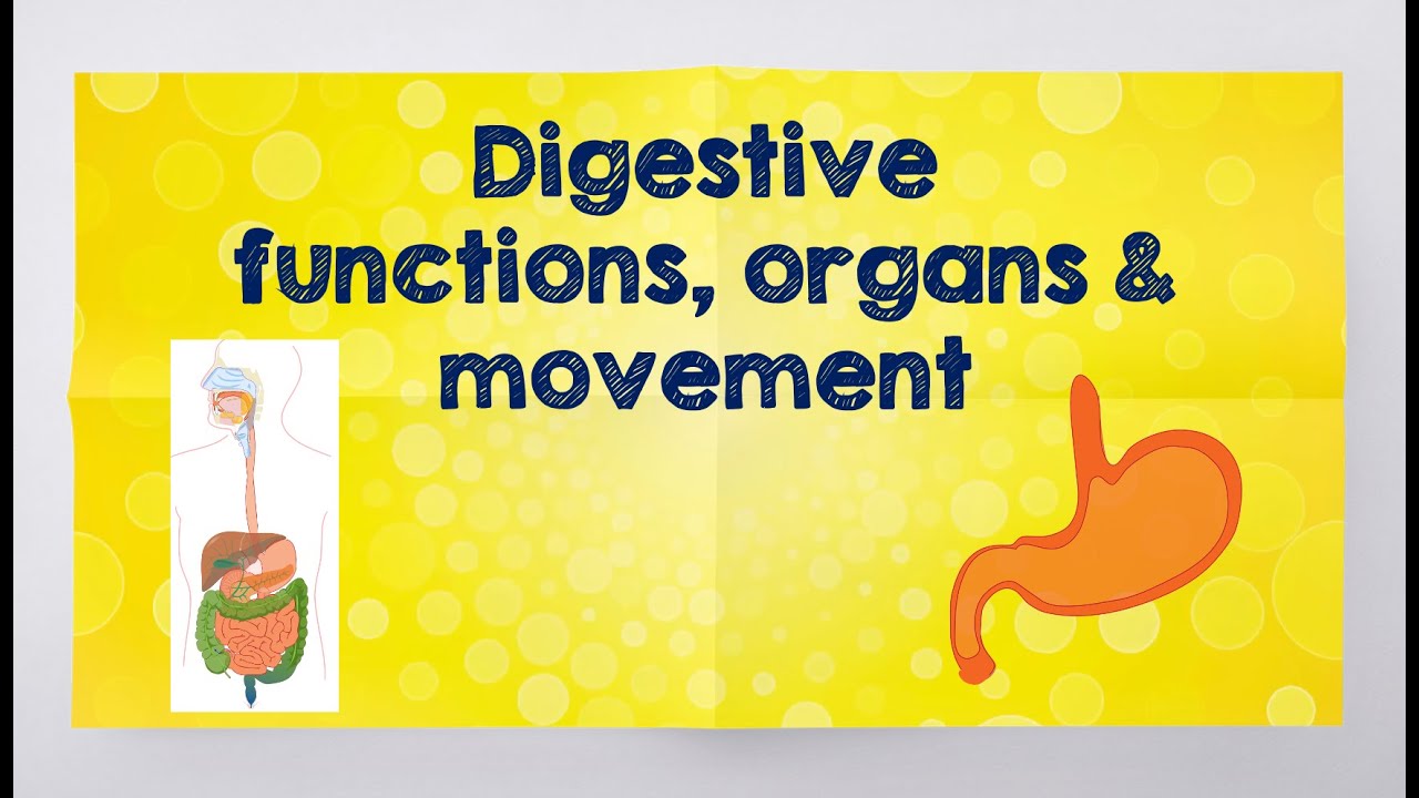 Unit 13 Functions, organs & movement