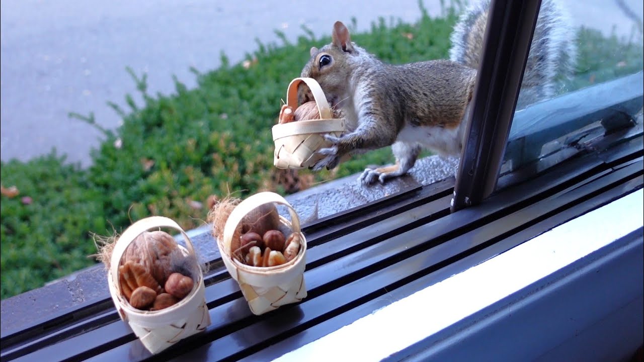 Squirrels' reactions to gift baskets