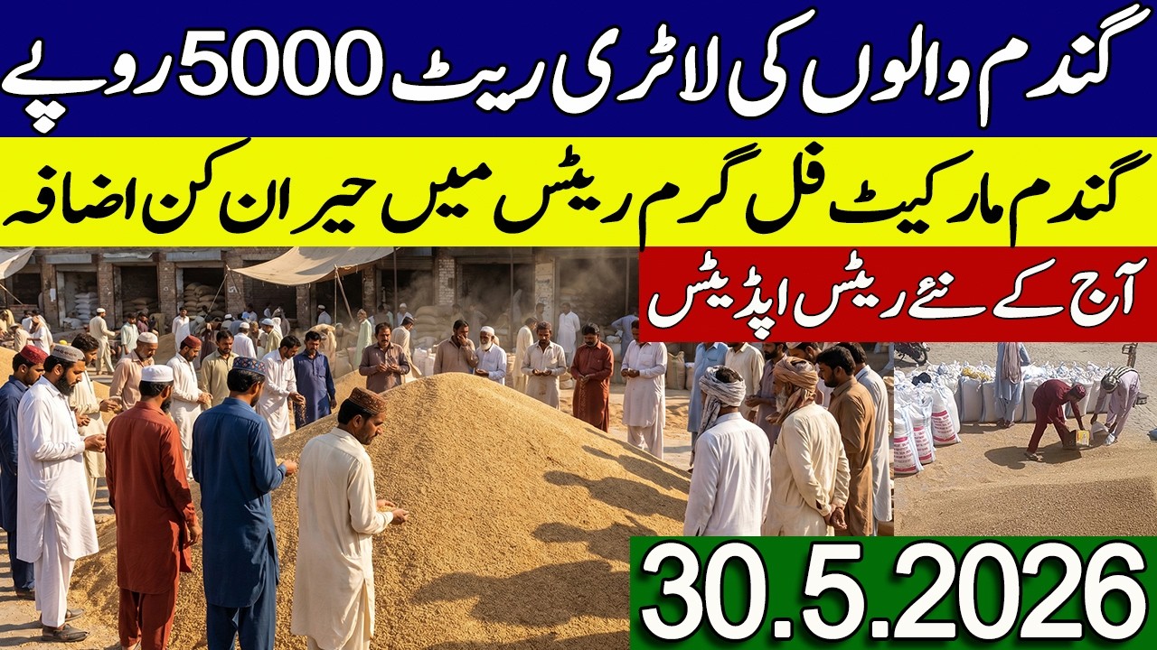 New Gandum Rates Today 2026 || Gundam kay Rates Today 2026 || New Wheat Price Today