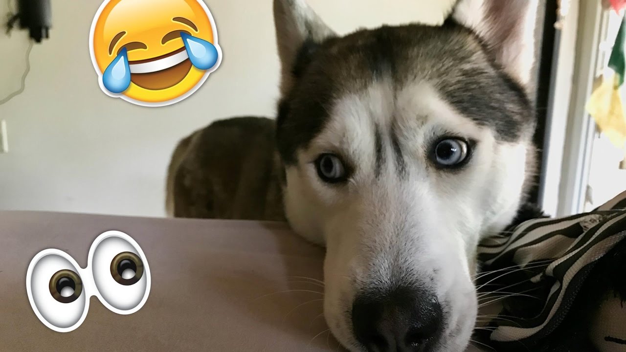 Это поймет каждый владелец хаски!