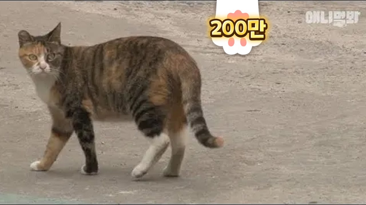 Праведный кот делает шаг, чтобы спасти друга, застрявшего в стене