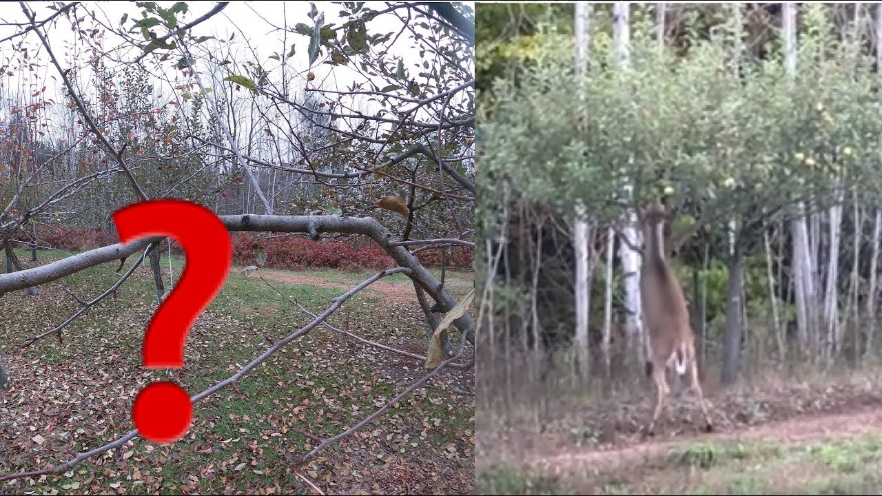 I put WHAT in my trees?  How to Protect Apple trees from deer.