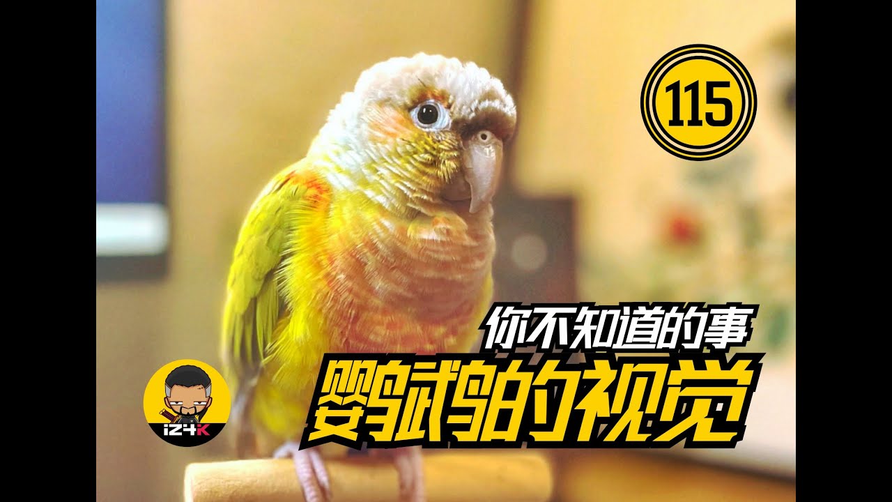 鹦鹉视觉超能力~你不知道的事~【#115】手养鹦鹉【问答】~关于鹦鹉的超能力~厉害了我的鸟子~