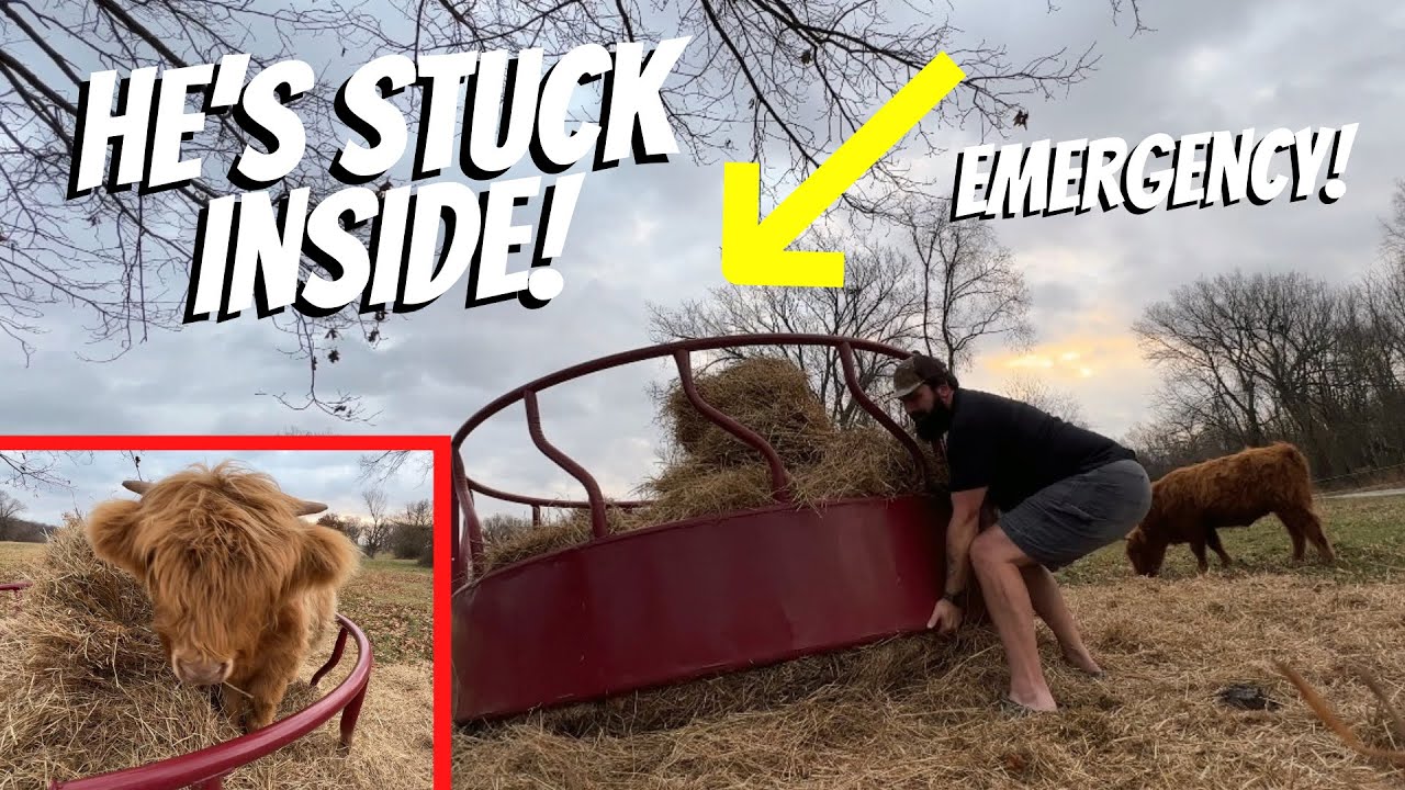 RESCUING MY BULL!