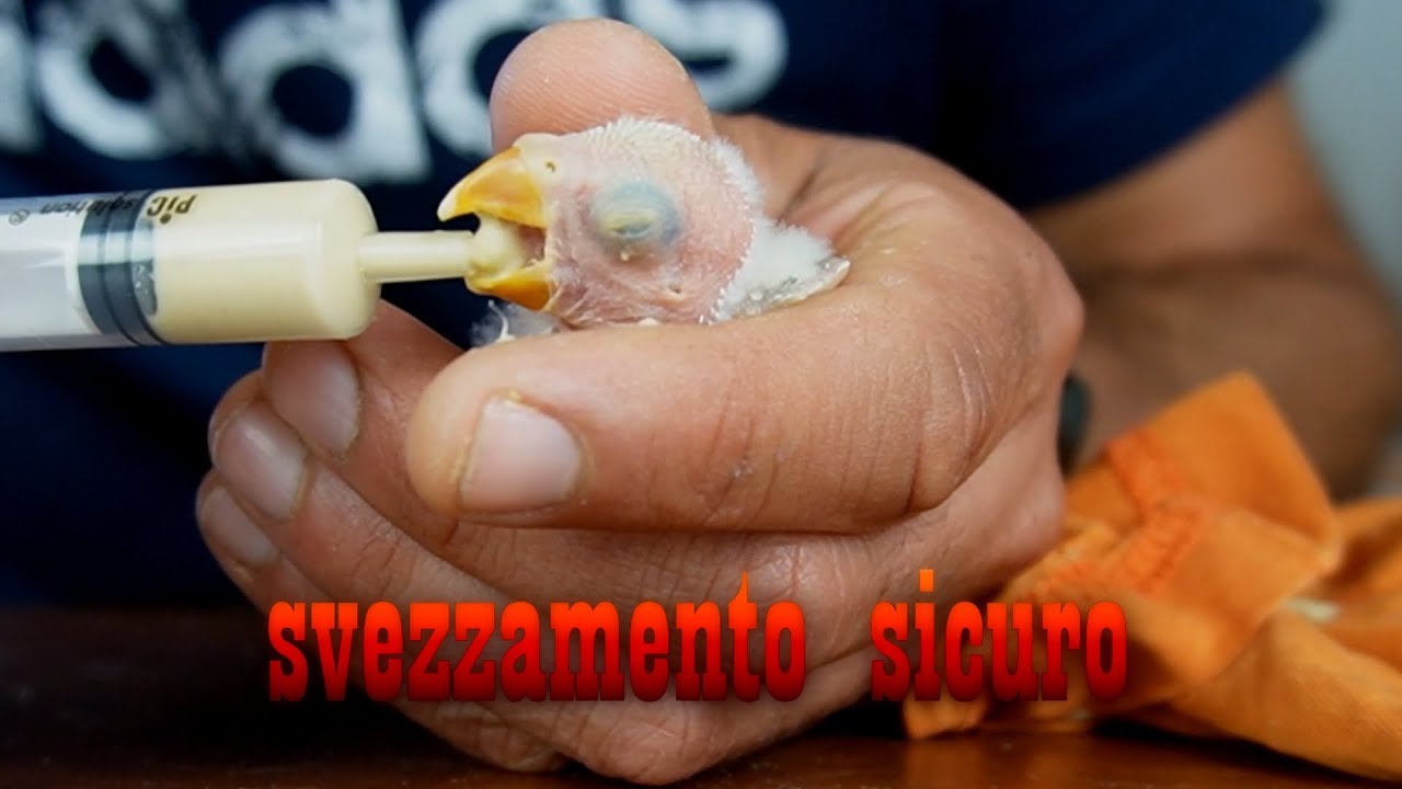 come allevare a mano un pullo di inseparabile guida completa