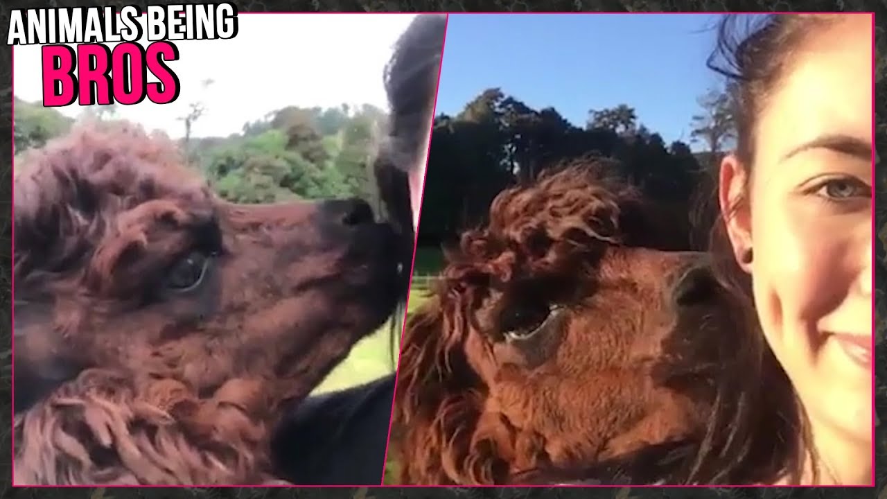 Animals Being Bros Compilation Episode 1 | Roaring Clips