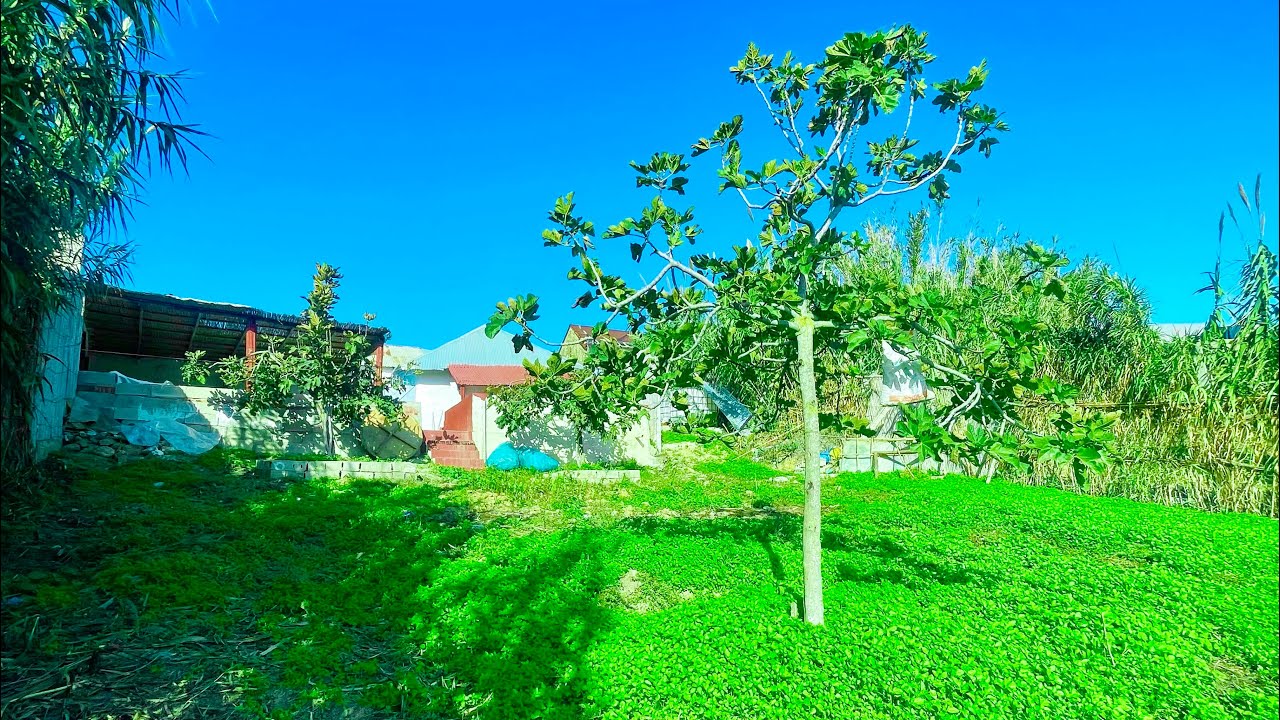 دار بلدية وغرسة غزالة مصلوحة بفراشها مساحة 1000 متر0703640826نواحي الخميس انجرة طنجة