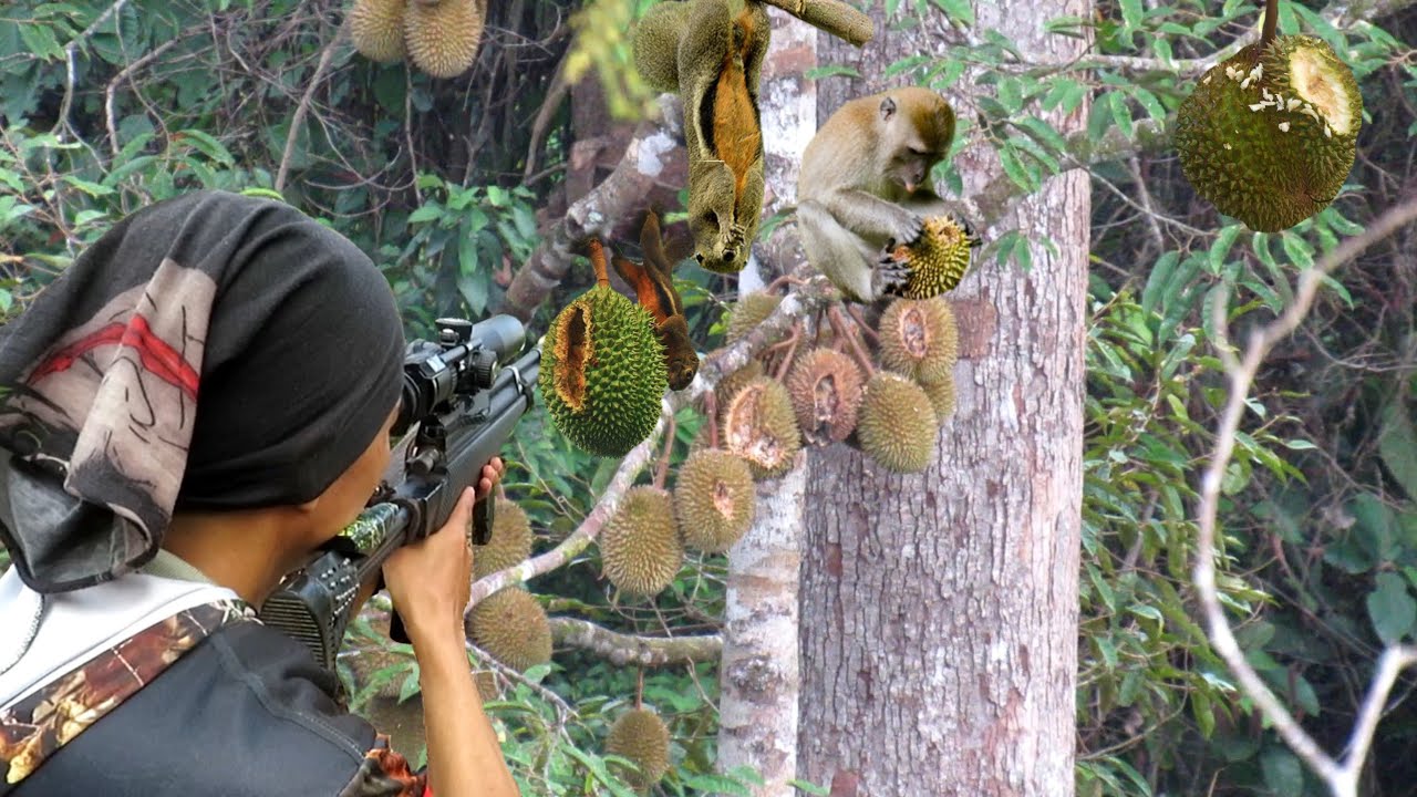 🔦 Perang di Kebun Durian! Berburu Hama Pengganggu Panen!