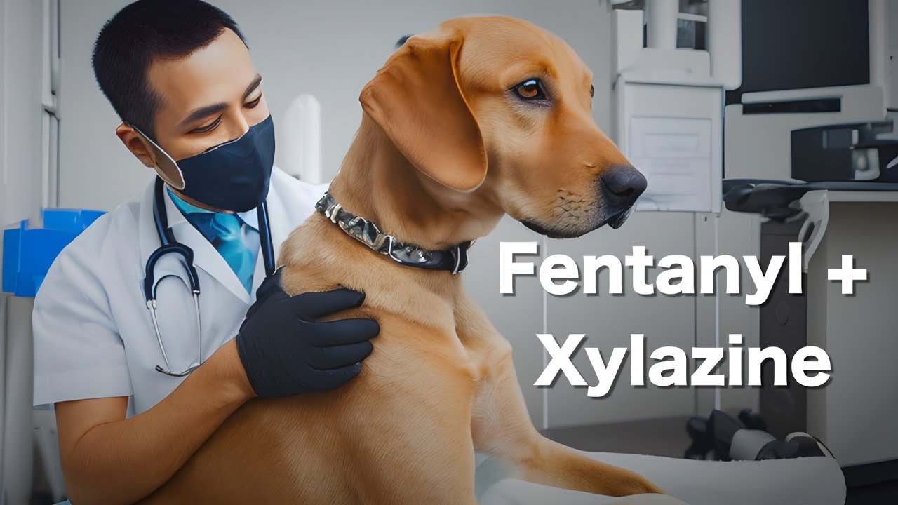 Fentanyl and the Veterinary Sedative Xylazine