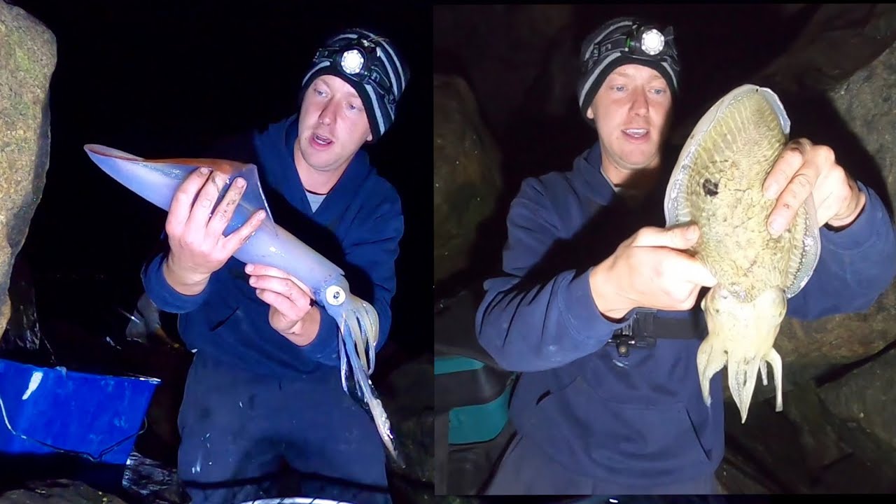 BIG CEPHALOPODS - Catch n Cook , Big Squid Big Cuttlefish