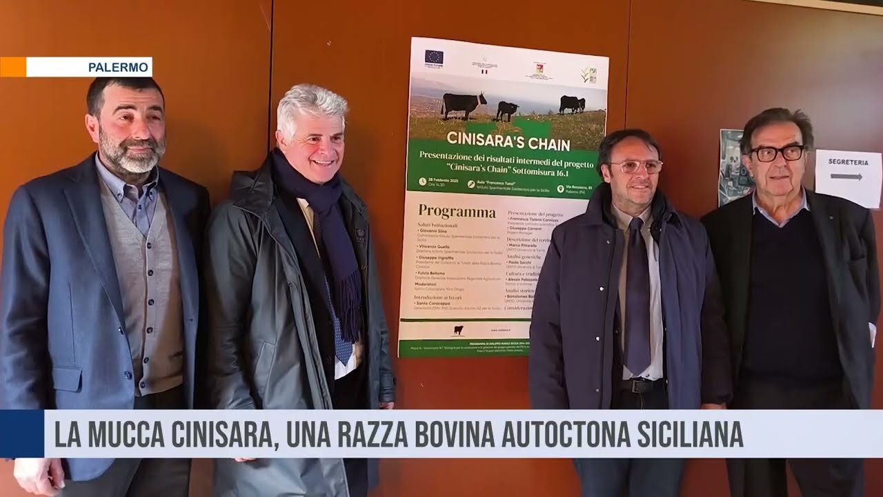 Palermo. La mucca cinisara, una razza bovina autoctona siciliana